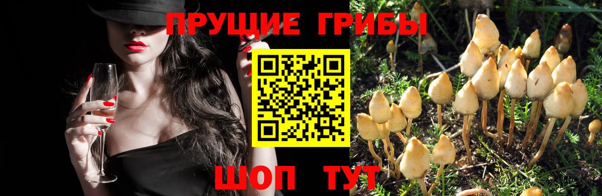 Удомля  Псилоцибиновые грибы Cubensis  Вход с VPN 